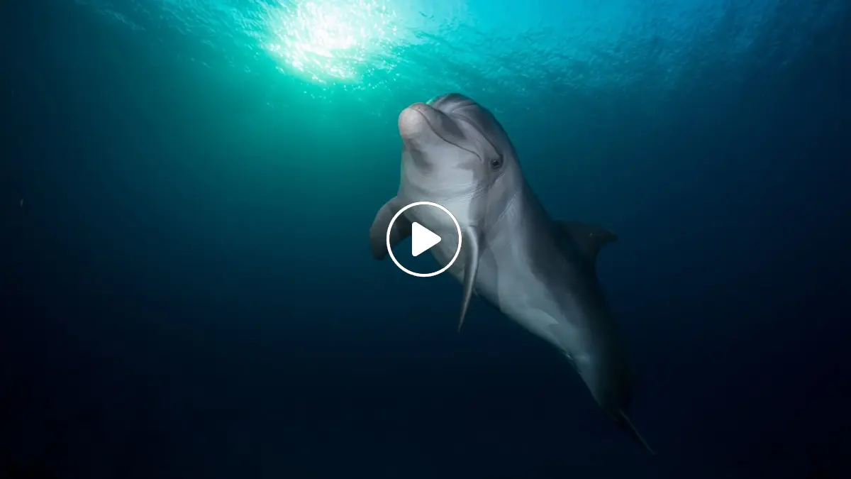 هذا الدلفين المنعزل في بحر البلطيق يمر بظروف صعبة للغاية الآن